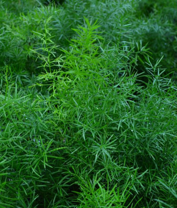 4.75T/10 ASPARAGUS FERN SPRENGERI