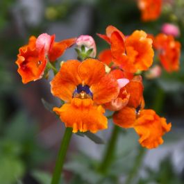 4.75T/10 NEMESIA NESIA TANGERINE