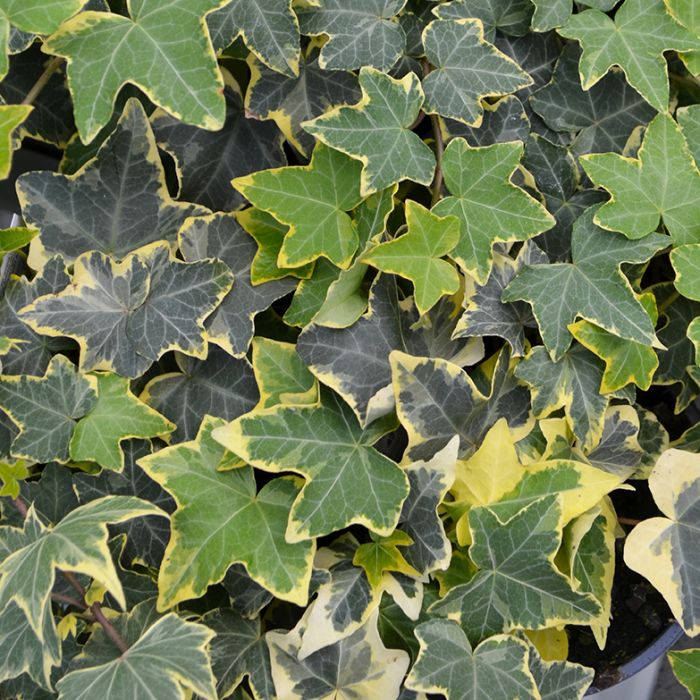 4.75T/10 HEDERA GOLD CHILD