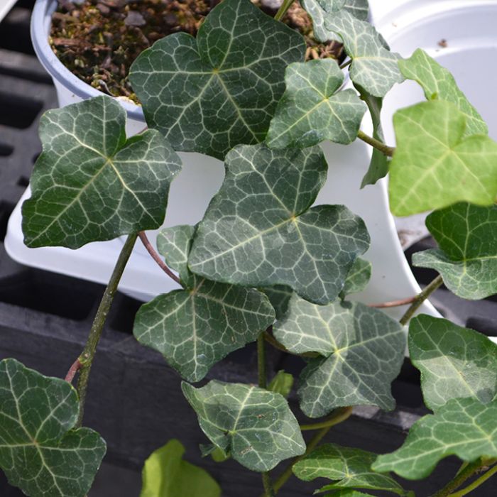 4.75T/10 HEDERA MODERN TIMES