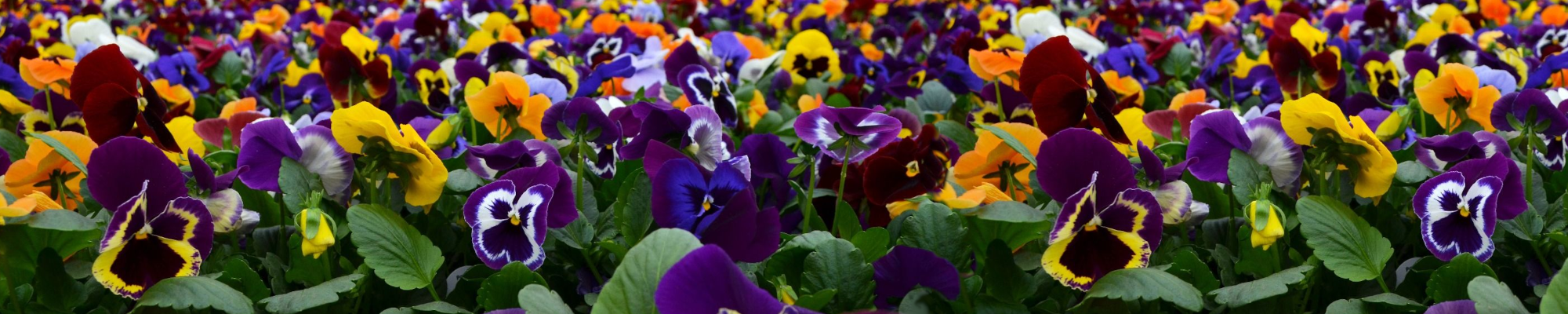 Early Spring Plants & Twigs