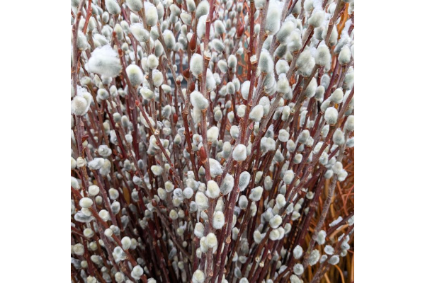 S-PUSSY WILLOW MEDIUM 4�