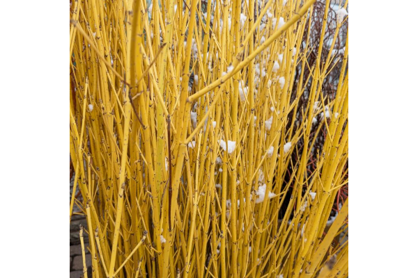 S-YELLOW DOGWOOD TIPS 3-4�