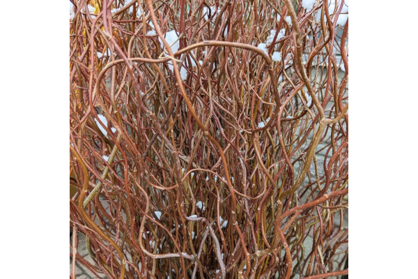 S-CURLY WILLOW RED MEDIUM 5-6�