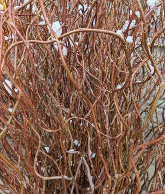 S-CURLY WILLOW RED TALL 6-8�