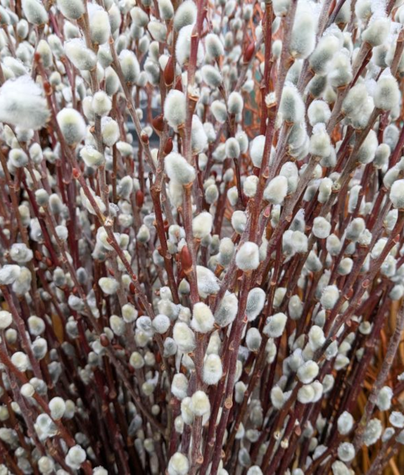 S-PUSSY WILLOW TALL 5-6�