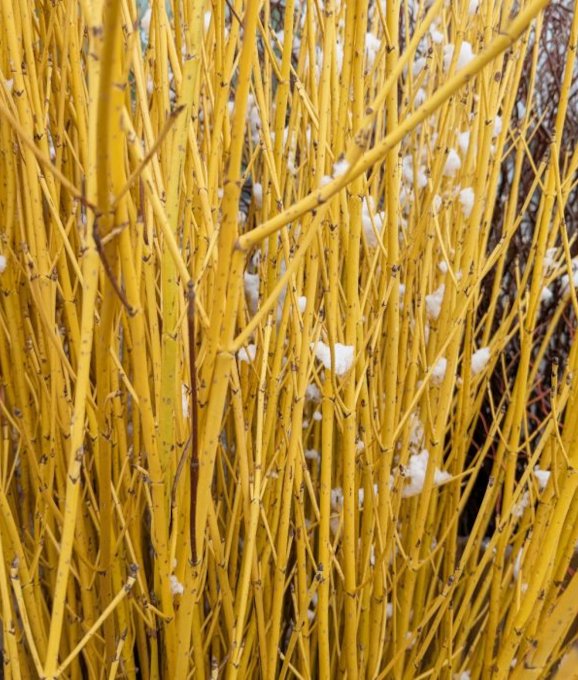 S-YELLOW DOGWOOD TIPS 3-4�