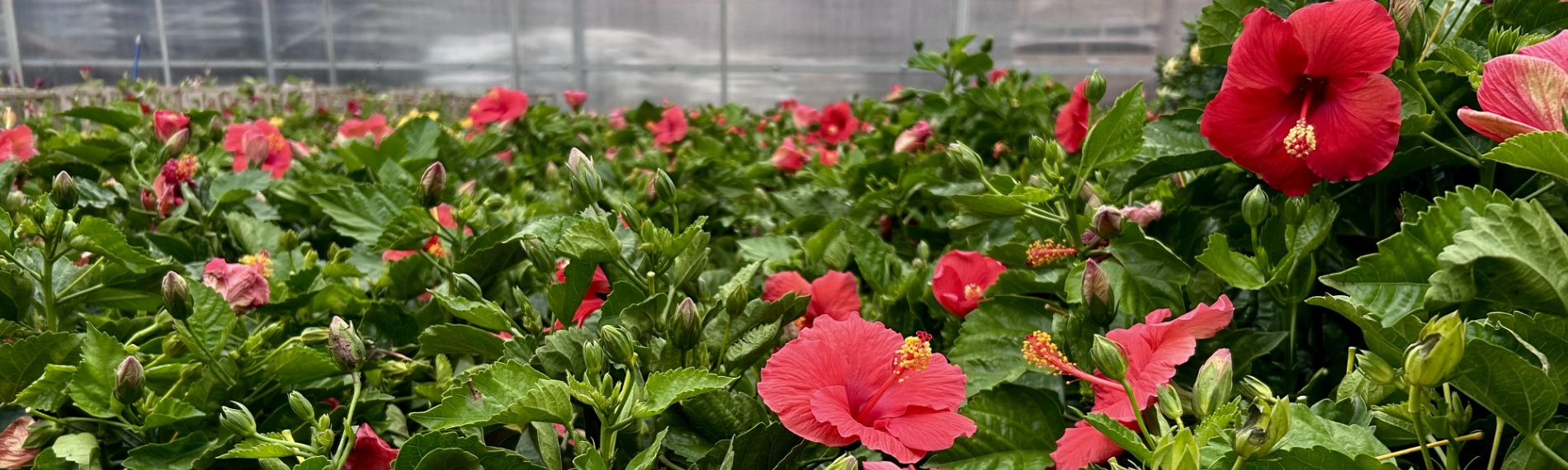 Tropicals