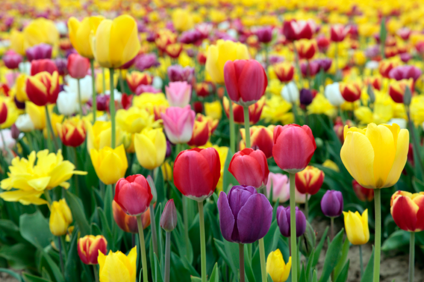 Fall Bulbs