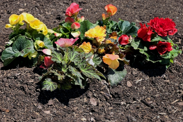 FLOWER MULCH