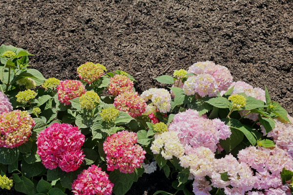 FLOWER MULCH