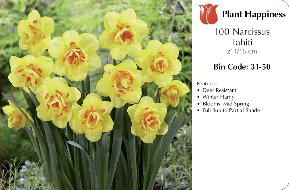 DAFFODIL TAHITI - CASE OF 100