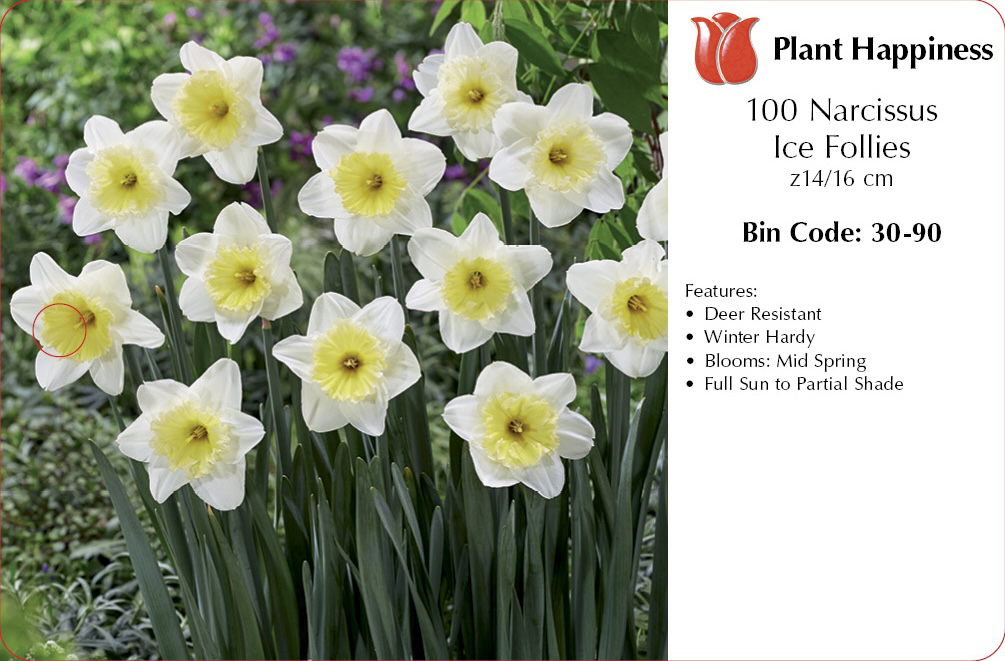 DAFFODIL ICE FOLLIES - CASE OF 100