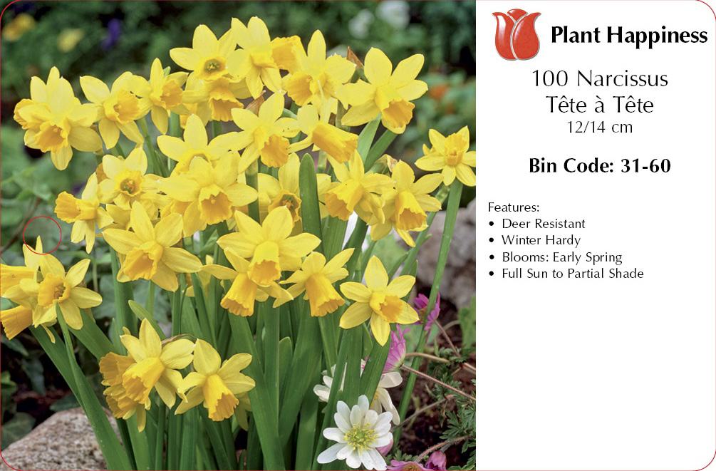 DAFFODIL TETE A TETE - CASE OF 100
