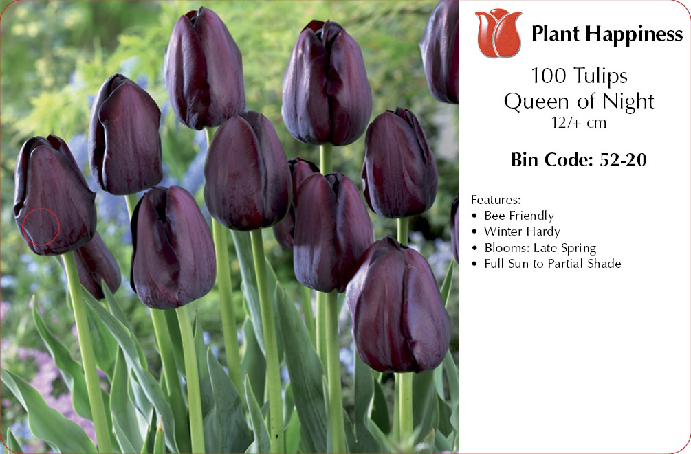 TULIP QUEEN OF NIGHT - CASE OF 100