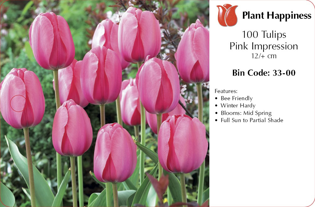 TULIP PINK IMPRESSION - CASE OF 100