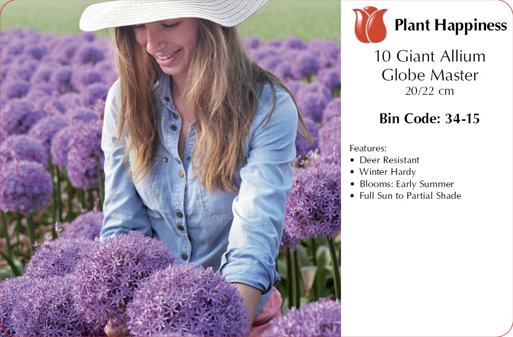ALLIUM GLOBEMASTER - CASE OF 10
