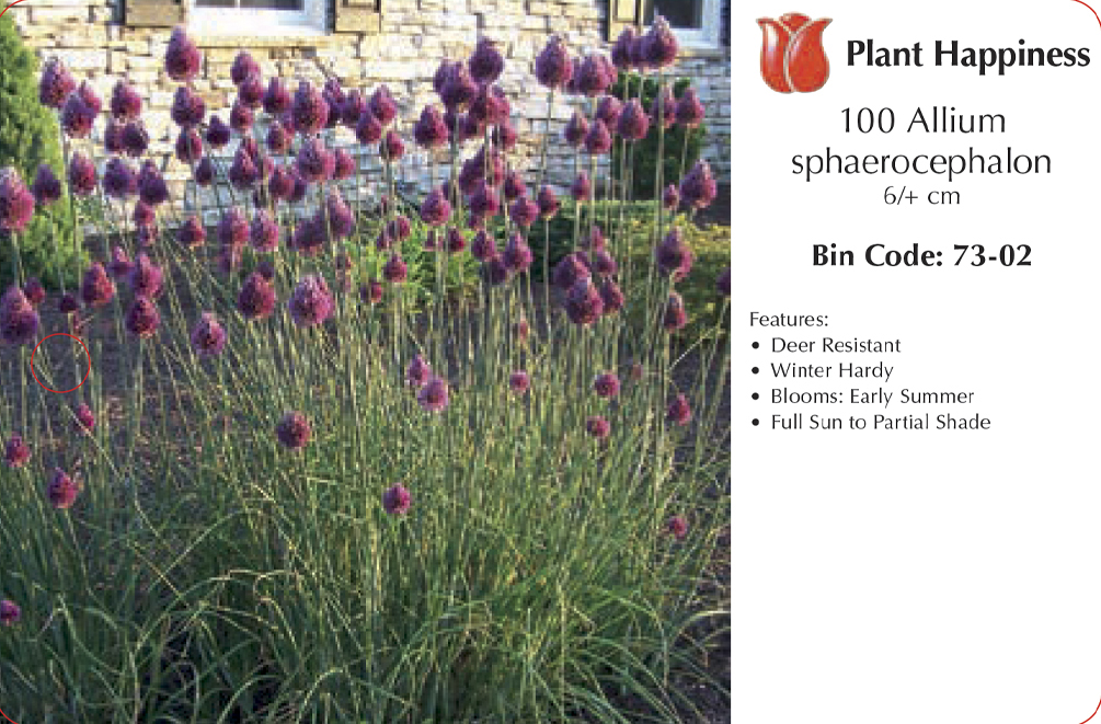 ALLIUM DRUMSTICKS - CASE OF 100