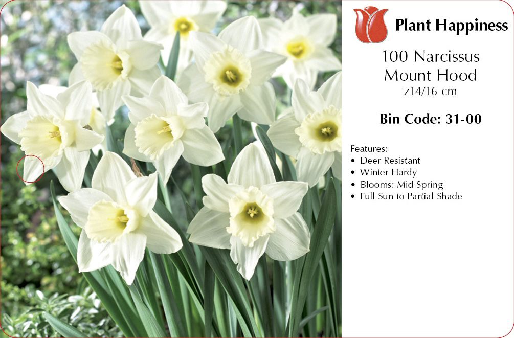 DAFFODIL MOUNT HOOD - CASE OF 100