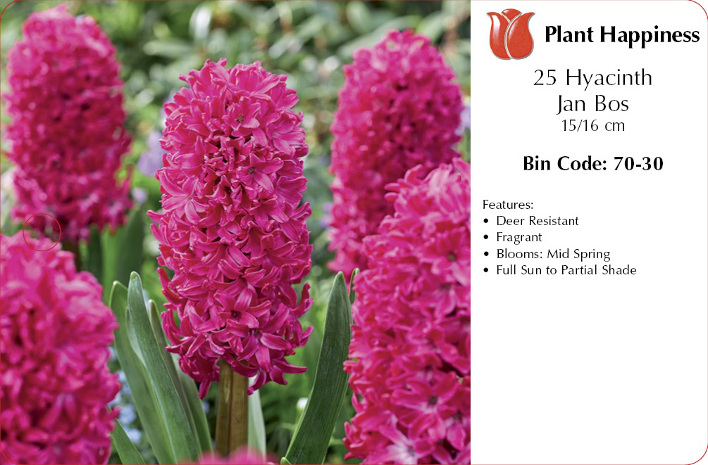 HYACINTH JAN BOS - CASE OF 25