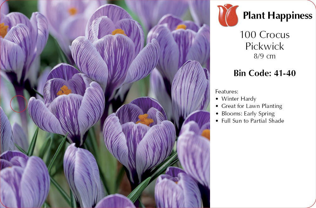 CROCUS PICKWICK - CASE OF 100