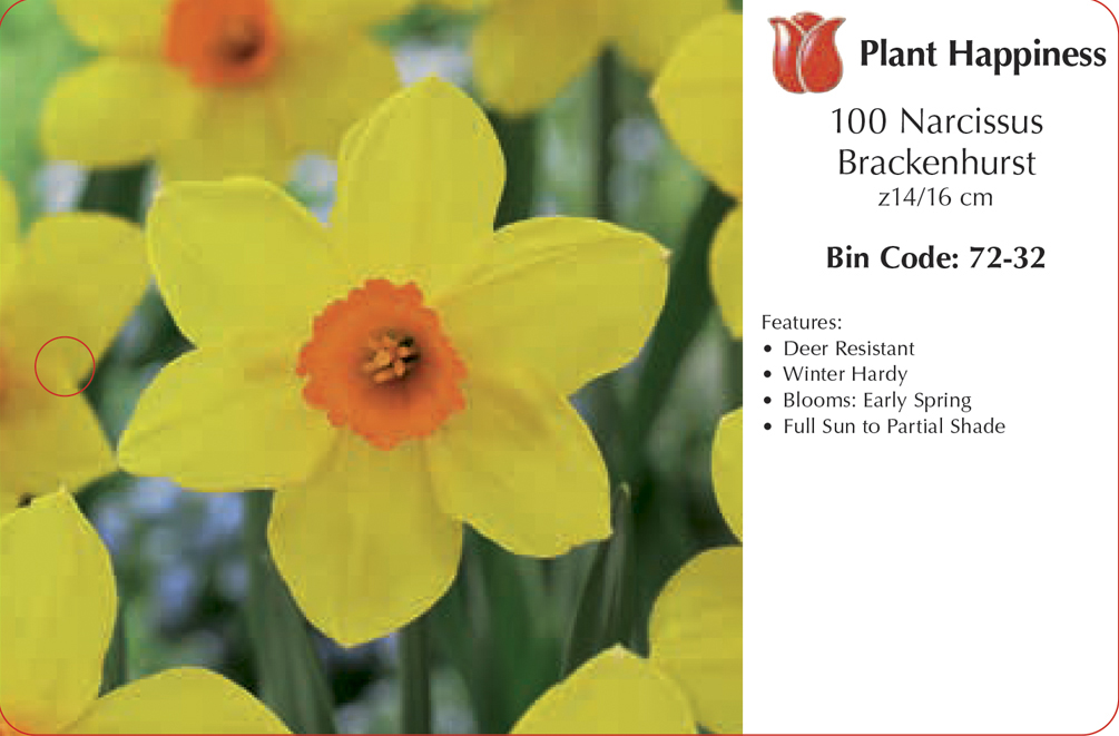 DAFFODIL BRACKENHURST - CASE OF 100