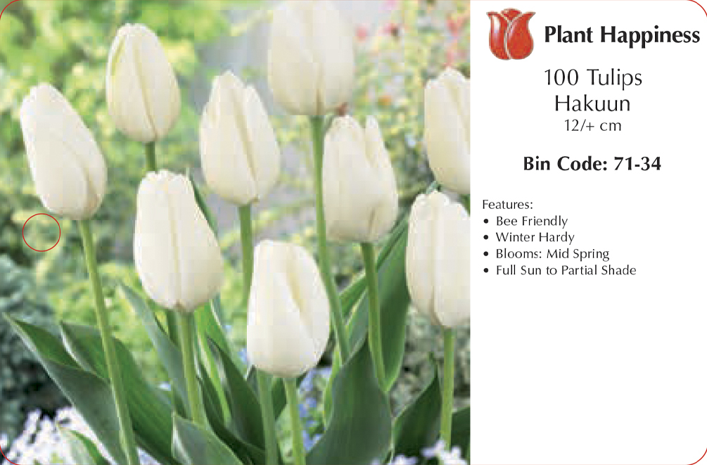 TULIP HAKUUN - CASE OF 100