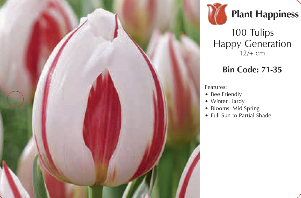 TULIP HAPPY GENERATION - CASE OF 100