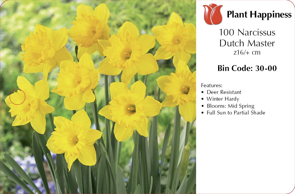 DAFFODIL DUTCH MASTER - CASE OF 100