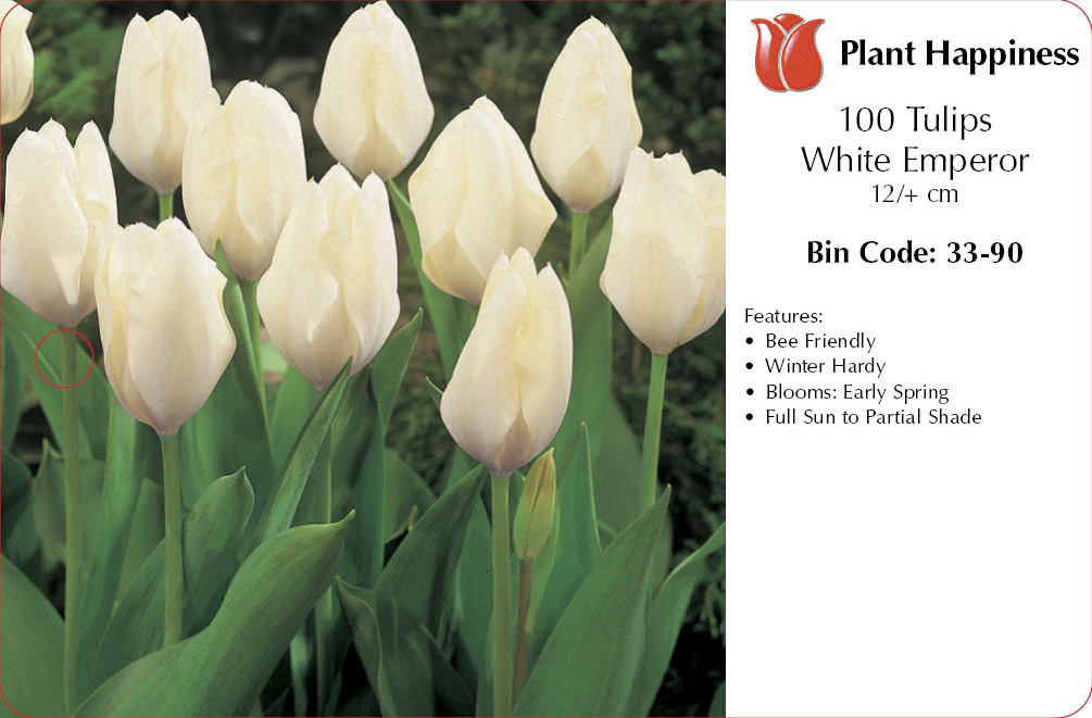 TULIP WHITE EMPEROR - CASE OF 100
