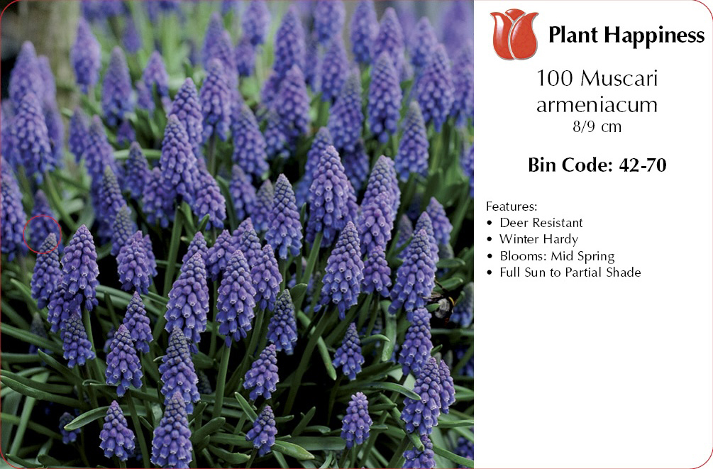 MUSCARI GRAPE HYACINTH - CASE OF 100