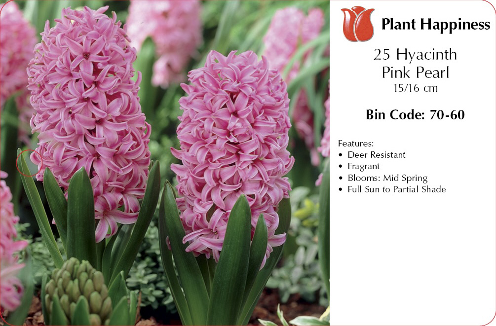 HYACINTH PINK PEARL - CASE OF 25