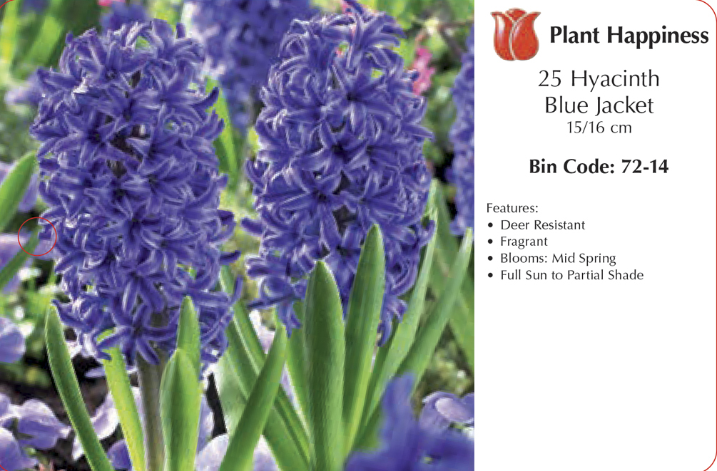 HYACINTH BLUE JACKET - CASE OF 25