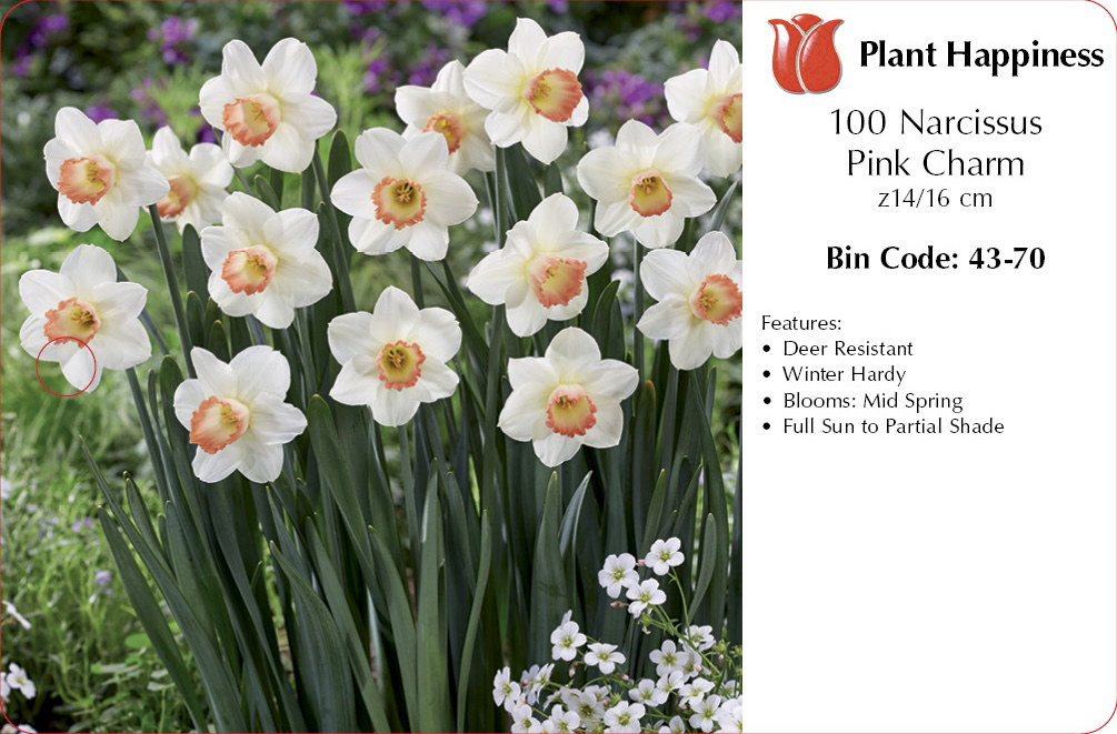DAFFODIL PINK CHARM - CASE OF 100