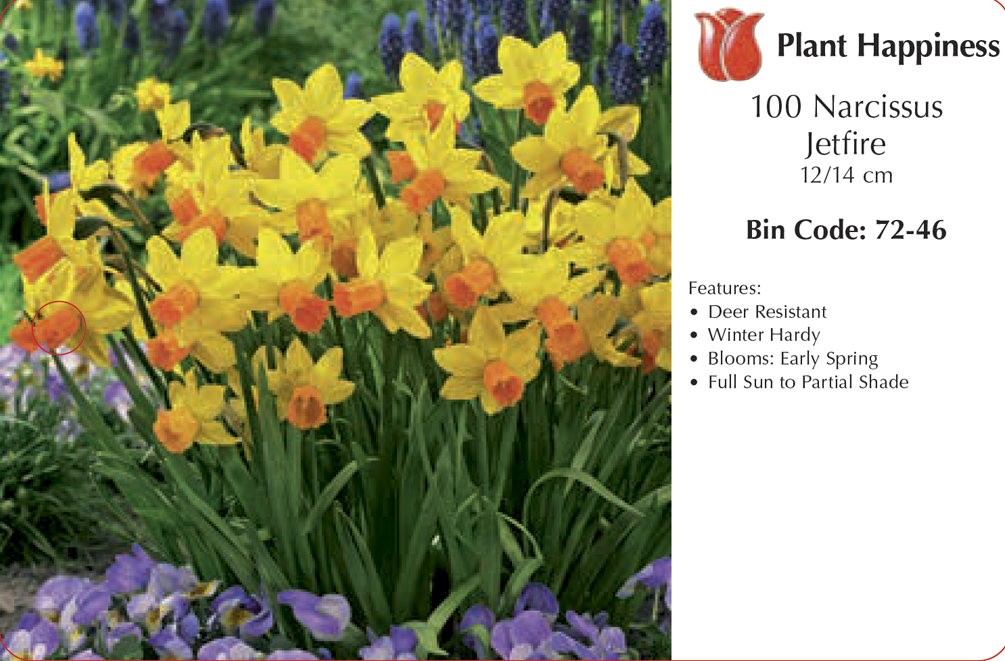 DAFFODIL JETFIRE - CASE OF 100