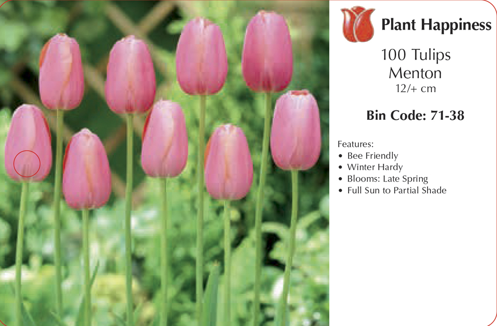 TULIP MENTON - CASE OF 100