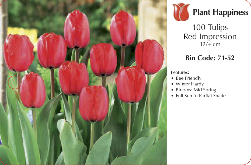TULIP RED IMPRESSION - CASE OF 100