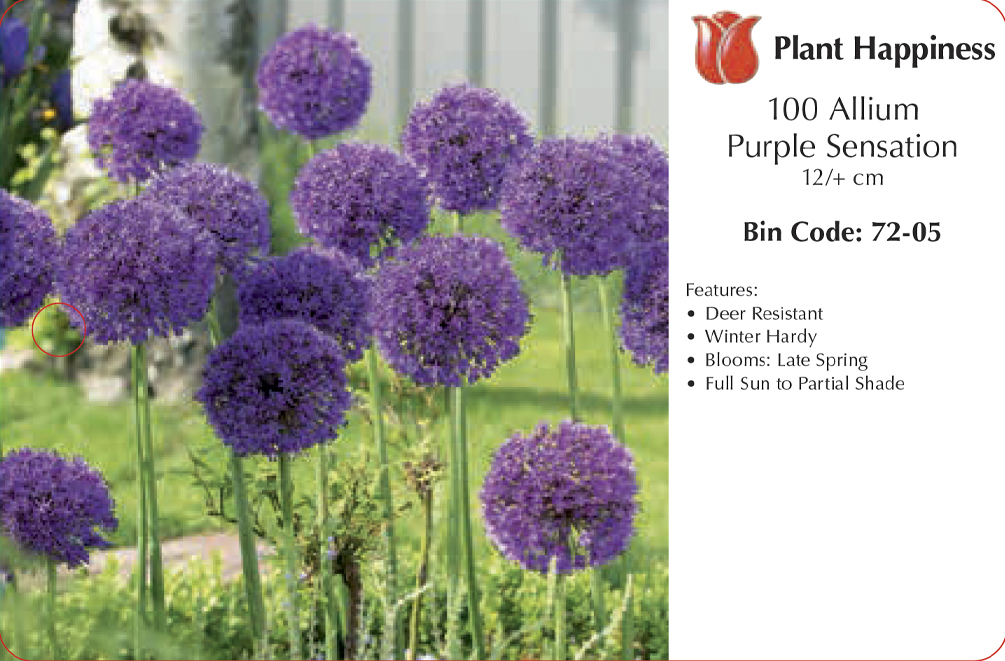 ALLIUM PURPLE SENSATION - CASE OF 100