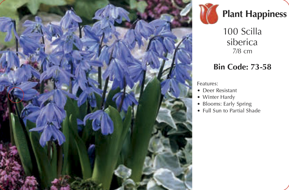 SCILLA SIBERIAN SQUILL - CASE OF 100