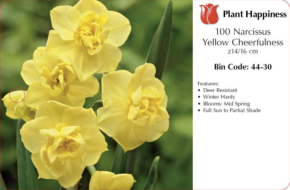DAFFODIL YELLOW CHEERFULNESS - CASE OF 100