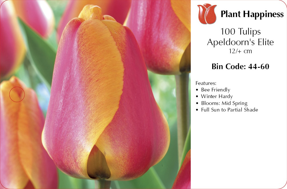 TULIP APELDOORN'S ELITE - CASE OF 100