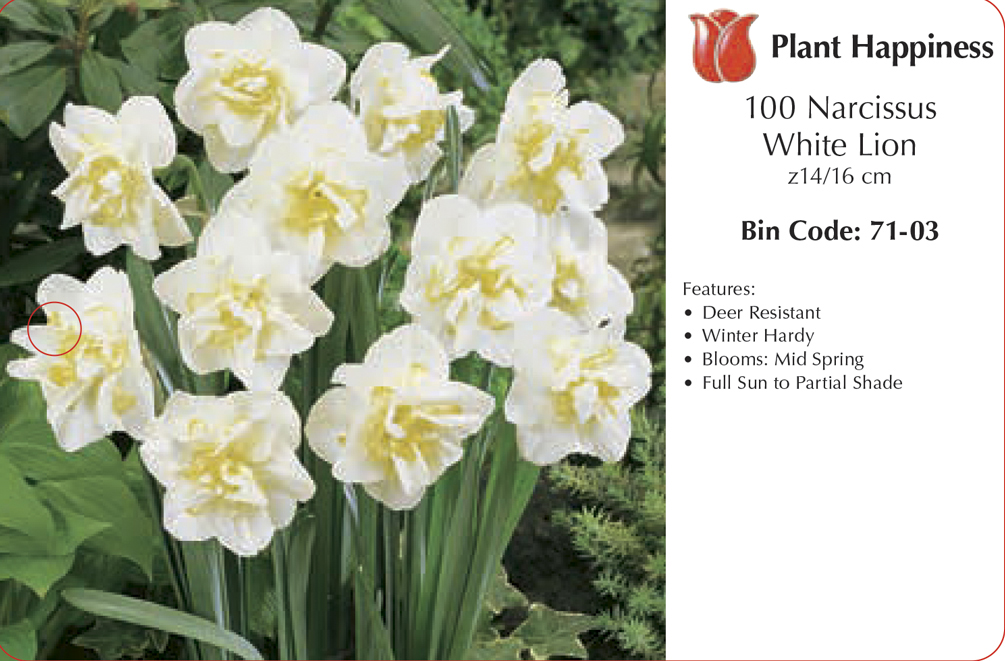 DAFFODIL WHITE LION - CASE OF 100