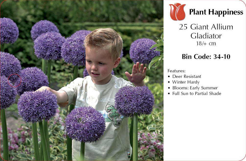 ALLIUM GLADIATOR - CASE OF 25