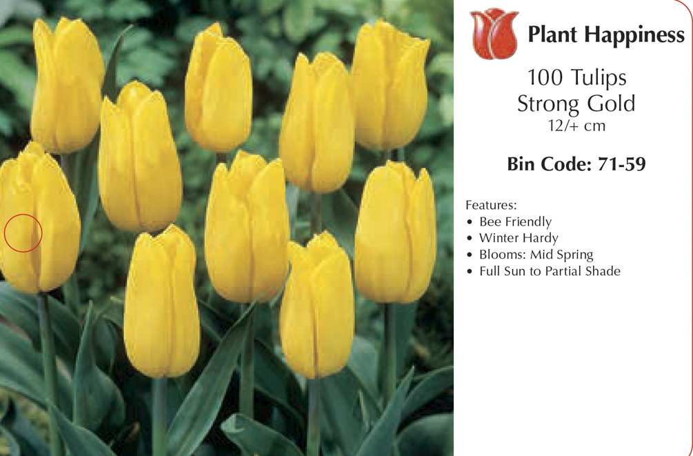 TULIP STRONG GOLD - CASE OF 100