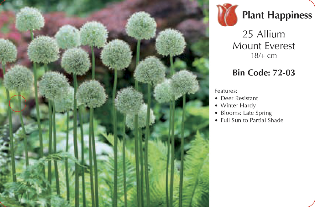 ALLIUM MOUNT EVEREST - CASE OF 25