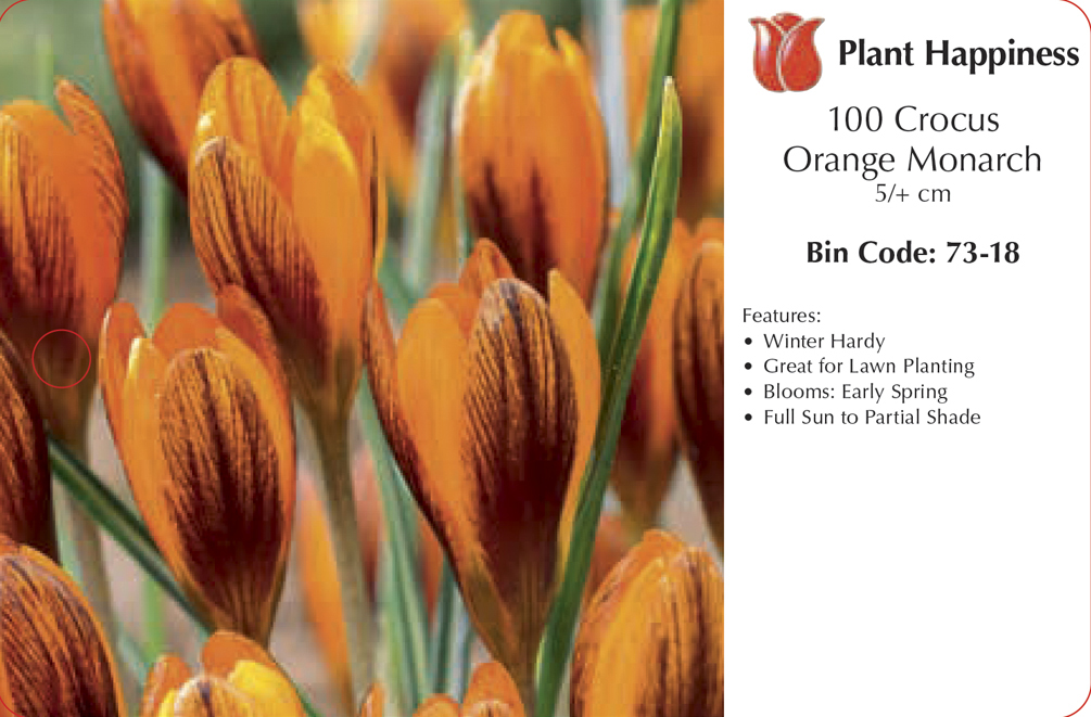 CROCUS ORANGE MONARCH - CASE OF 100