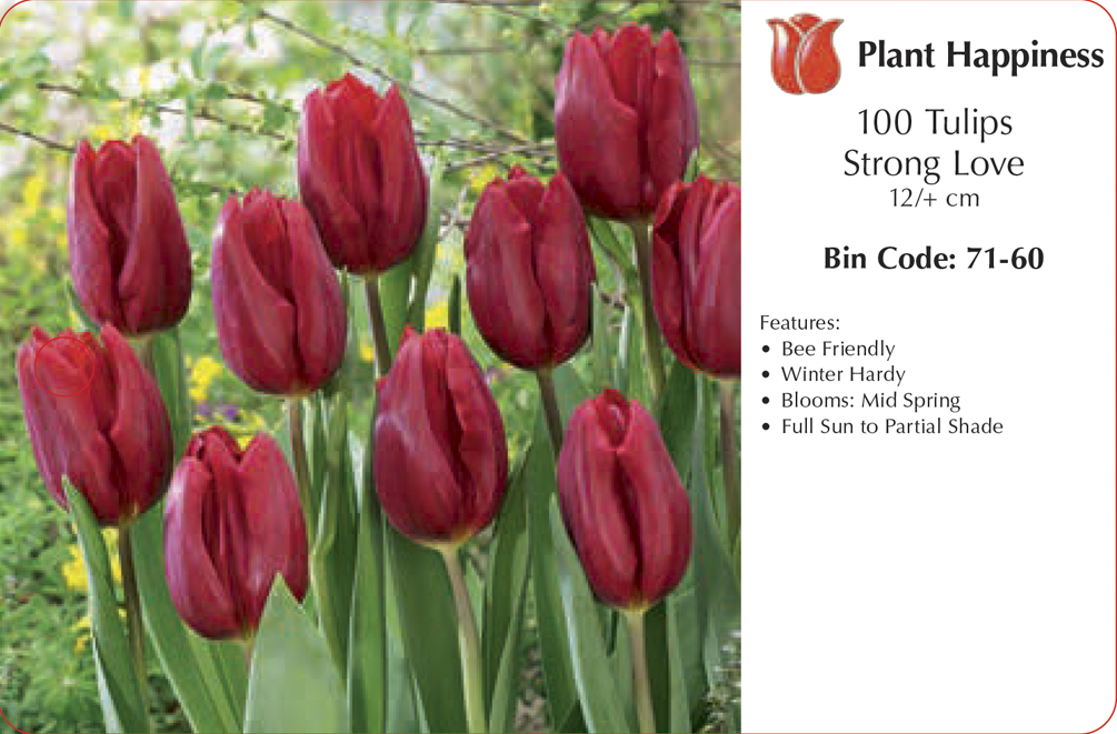 TULIP STRONG LOVE - CASE OF 100