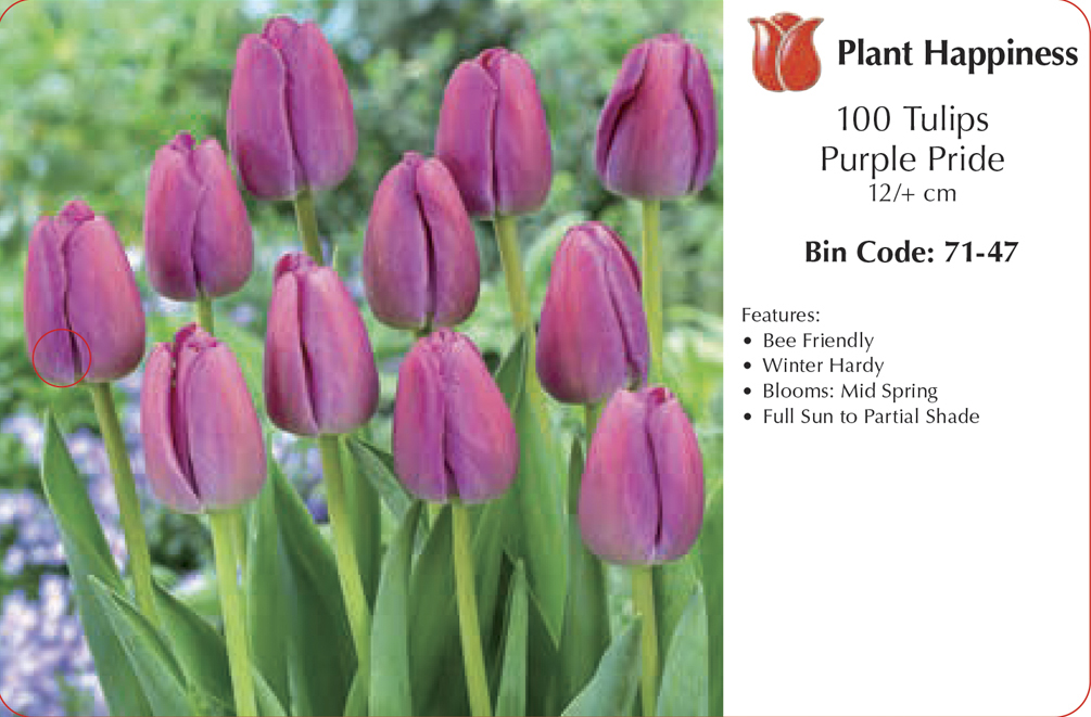 TULIP PURPLE PRIDE - CASE OF 100