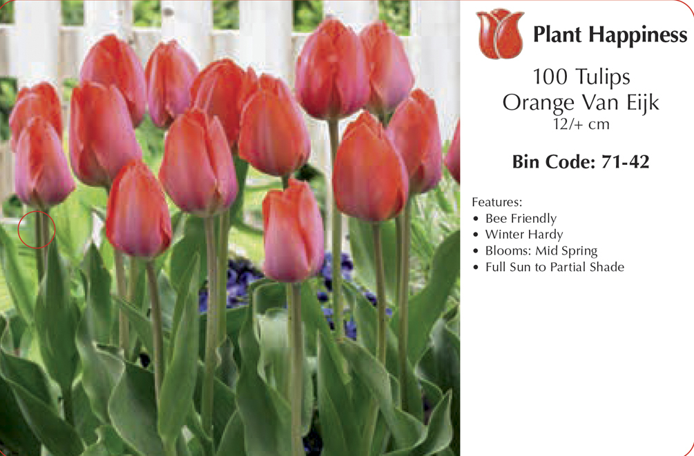 TULIP ORANGE VAN EIJK - CASE OF 100