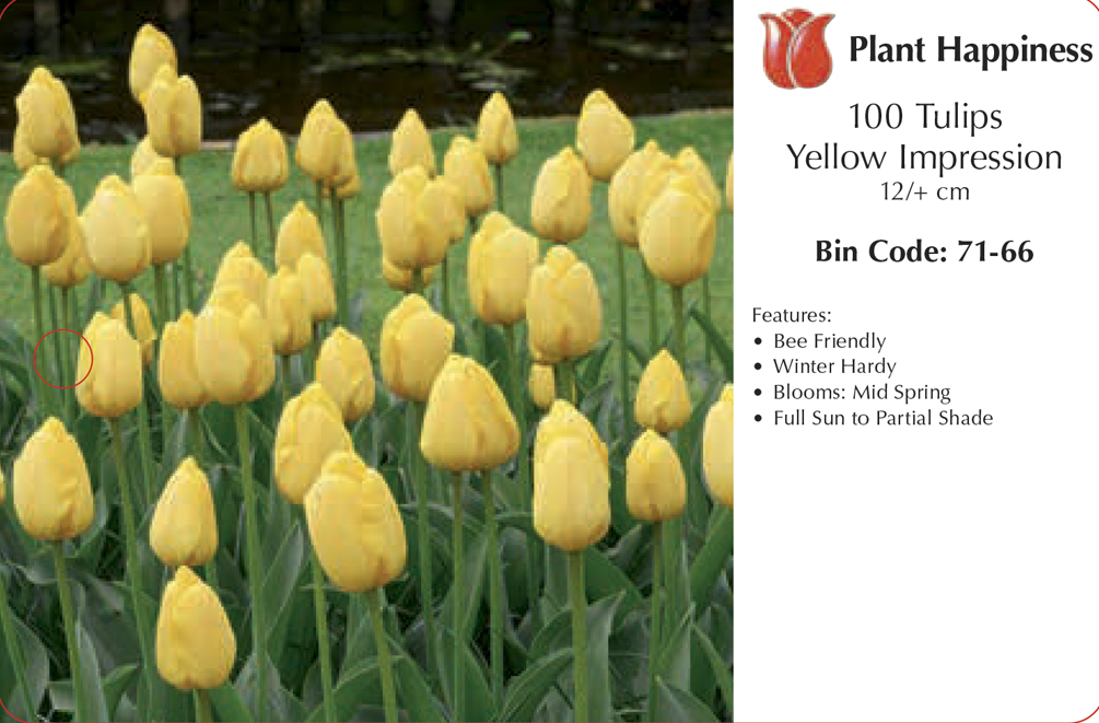 TULIP YELLOW IMPRESSION - CASE OF 100